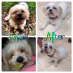 Petopia Groom & Wash