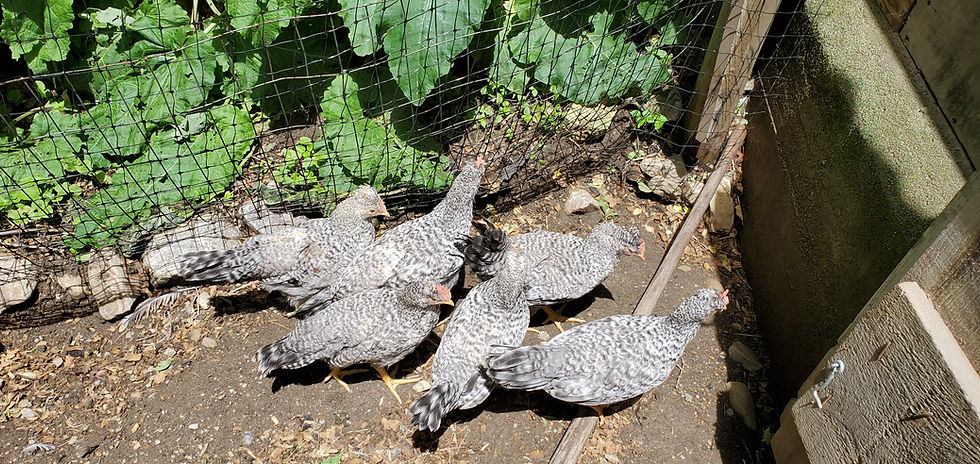 Thumbnail: Cream Crested Legbar Chicks - Male