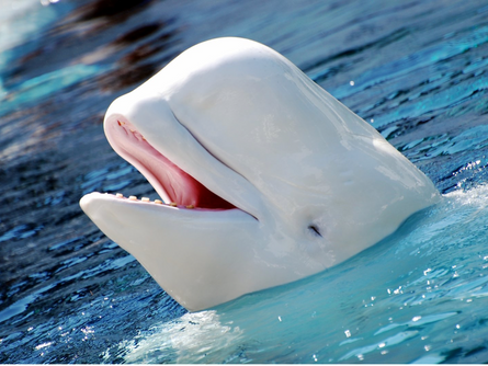 Beluga Whales; Animals of The Arctic