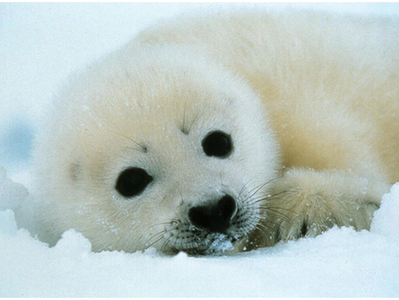Big Eyed Harp Seals
