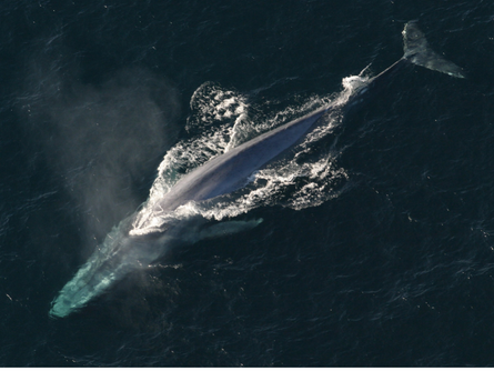 The Blue Whale