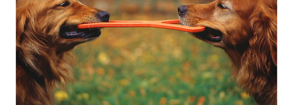 Matching Goldens_edited_edited.png