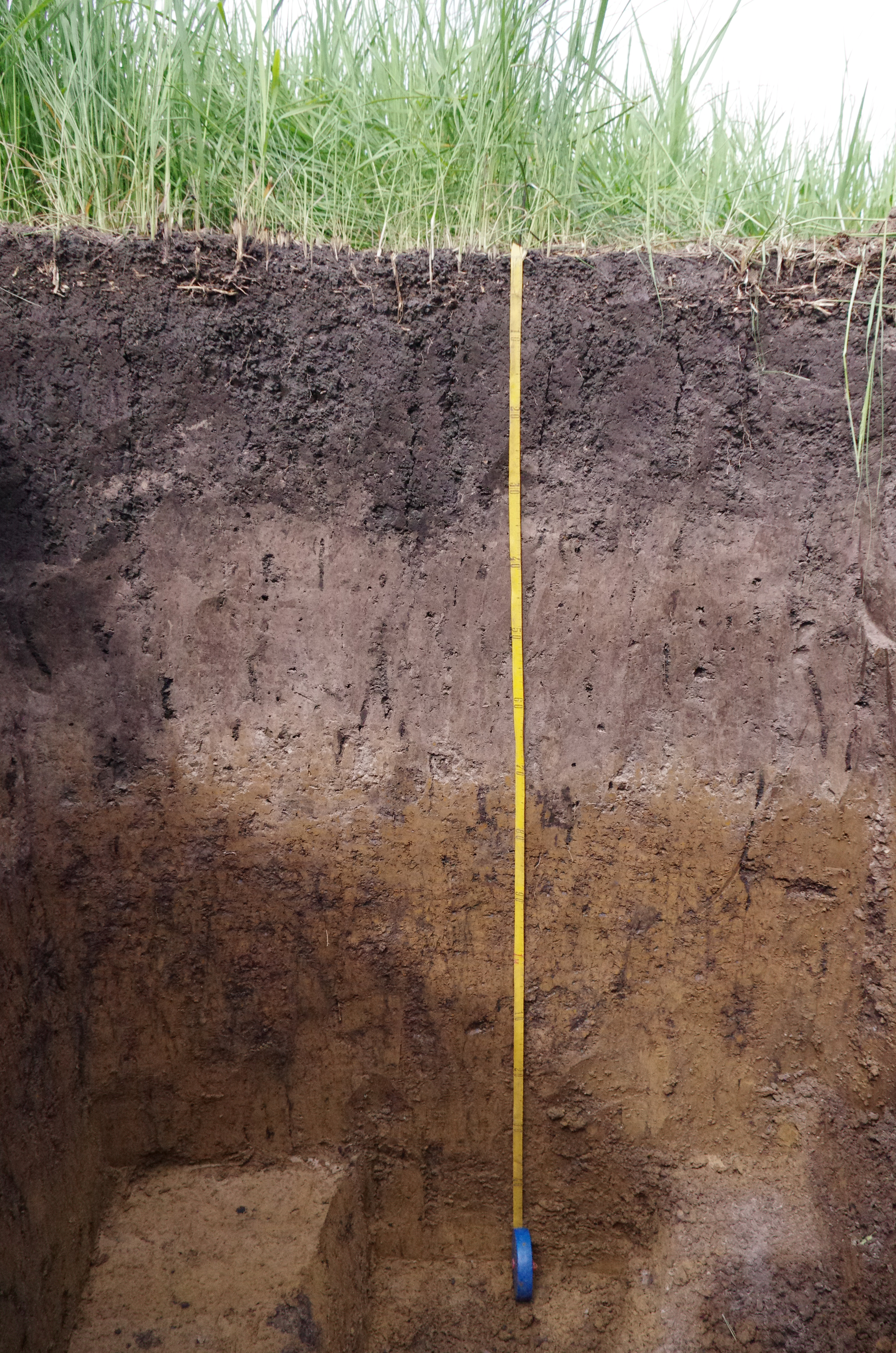 черноземные почвы. почвенный срез чернозема. черноземы и серые почвы. черноземы и серые почвы. чернозем глинисто-иллювиальный.