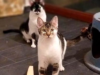 Manni & Eddi: Die zwei Brüderchen suchen einfühlsame Menschen🐱🐱