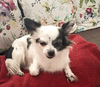 Hund sucht neues Zuhause