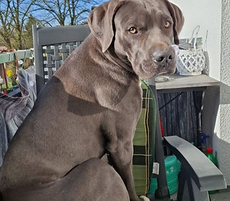 Hund sucht neues Zuhause