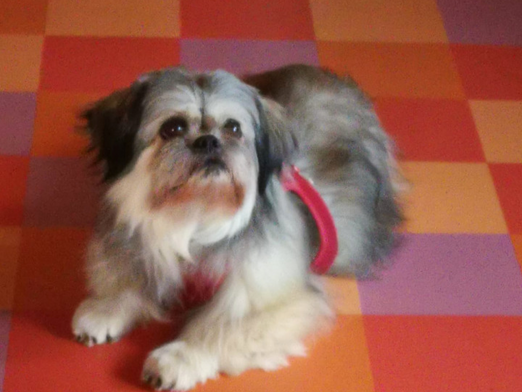 Loona verliert ihren Lieblingsmenschen - ❤️Nachfolger*in❤️ gesucht!