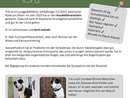 Trik sucht hundeerfahrene Menschen mit Herz - es eilt sehr!
