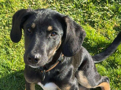 Junghund Sky sucht Menschen mit Herz & Hundeverstand❣️