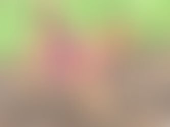 Lebensfrohe Tabby auf dem Hundeschutzhof angekommen🤹‍♀️