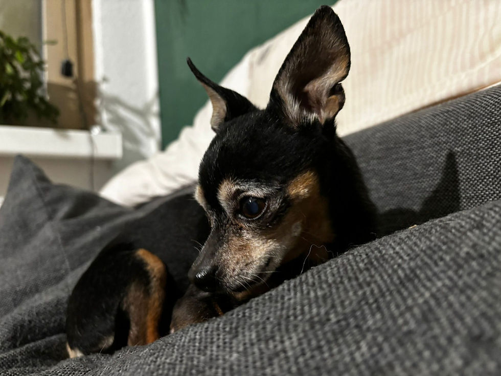 Kleiner Senior Rico muss noch einmal umziehen und sucht liebevolles Zuhause✨