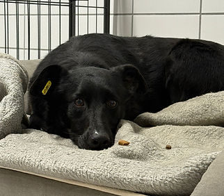 Hund sucht neues Zuhause