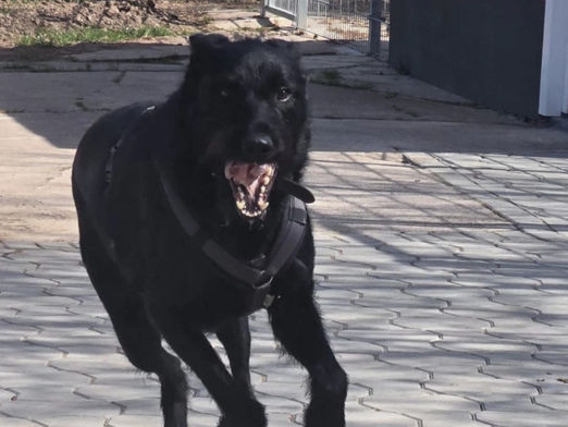 Ebenfalls auf der Suche nach Abenteuer ist Tommy❣️