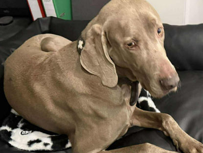 Wunderschöner Weimaraner Tyson auf der Suche nach aktiven Menschen🏃