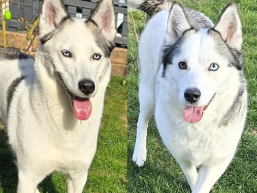 Bonny und Kira: Zwei aktive Hündinnen suchen aktive Menschen!🤸♂️