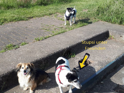 Jack-Russell-Hündin Stupsi - die fitte Seniorin muss noch einmal umziehen😔..