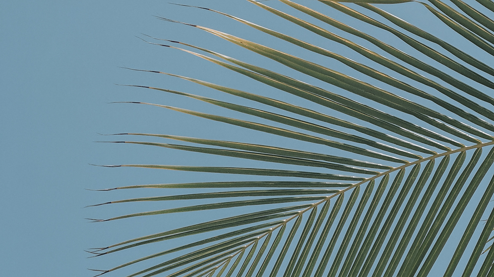 Palm trees and tropical landscaping at Ocean Village Club in St. Augustine Beach, Florida.