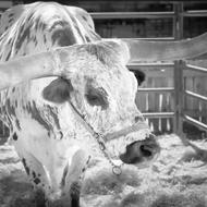 LarryG Theme 2 Longhorn at the Fair.jpeg