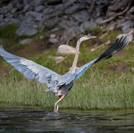 Ronald R--Open 1-Great Blue Heron-6065.jpeg