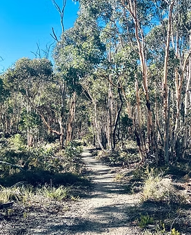 Birds, Bush Tracks & the Darling Rangers