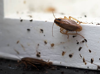 Roach Infestation