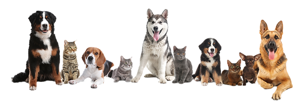 Cute dogs and cats on white background_e