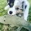 Thumbnail: Outback Animal Toy Steve the Crocodile, Non Toxic Dog Toys, Outback Tails