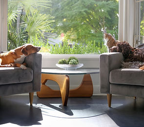Relaxed dogs and cat in front window in sunny living room. Idyllic group of pets coexistin