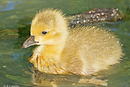 canada_gosling.png