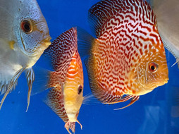 Stendker Discus_