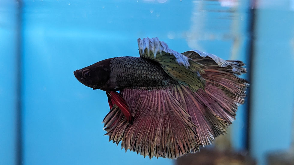 Thumbnail: Male Siamese Fighter Halfmoon