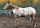 Standing_Apaloosa.jpg