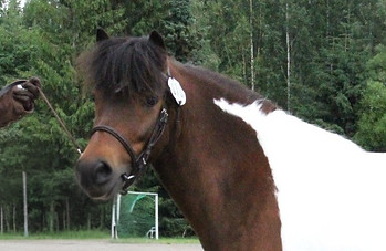 Gitte (2)_edited.jpg
