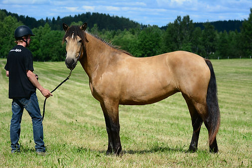 Usvapellon Taika (1).jpg