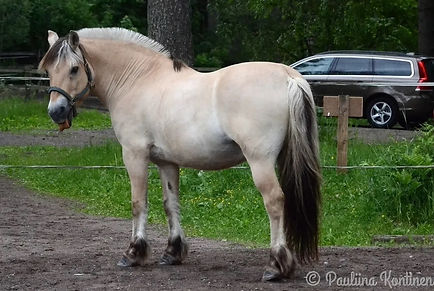 Ronja2.jpg