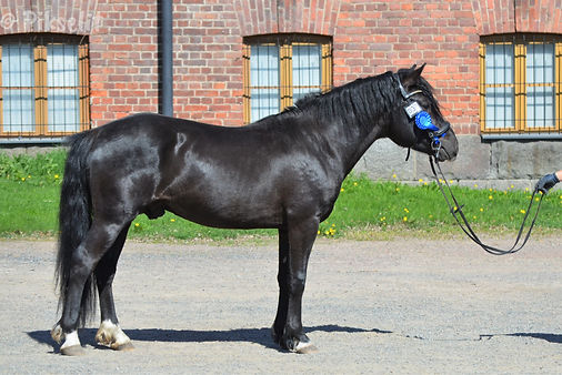 Friisin Samurai (1).jpg