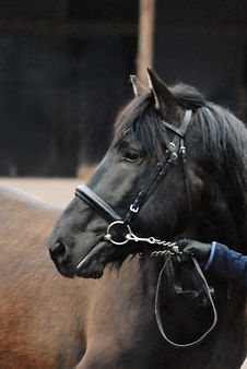 Hemmoni (1)_edited.jpg