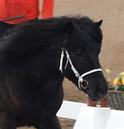 hezekielvonstallroma2.JPG