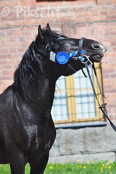 Friisin Samurai (2).jpg