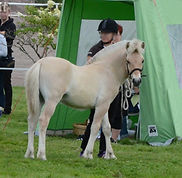 Niffevarsa2