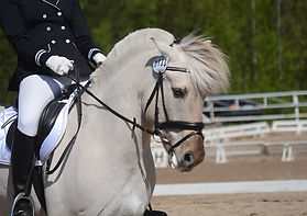 pertti1.jpg