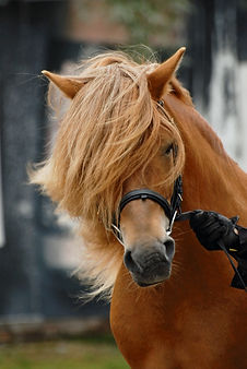 Vuohimäen Havu (1).jpg