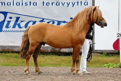 Vuohimäen Havu (2).png