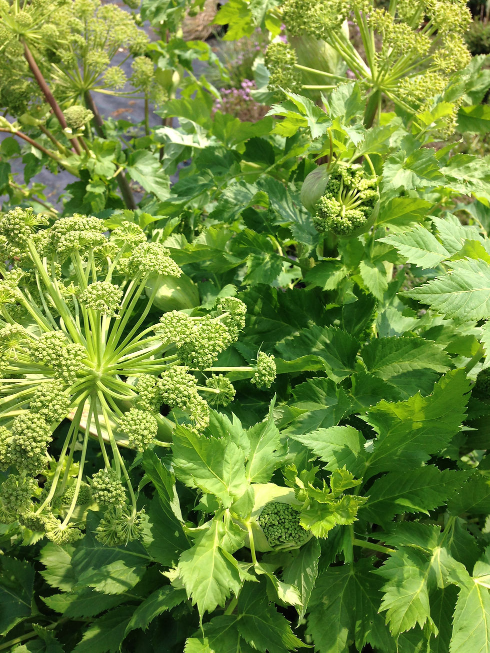 Buy Fresh Herb Plants Online Pepperpot Herbs Nursery Hampshire