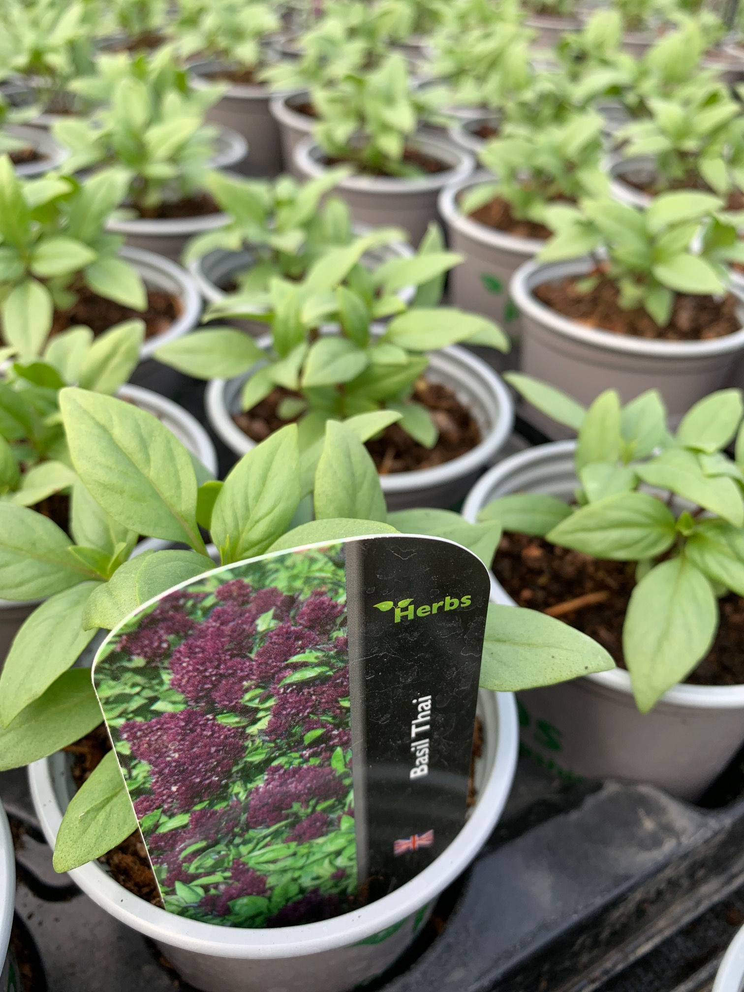 Basil Thai