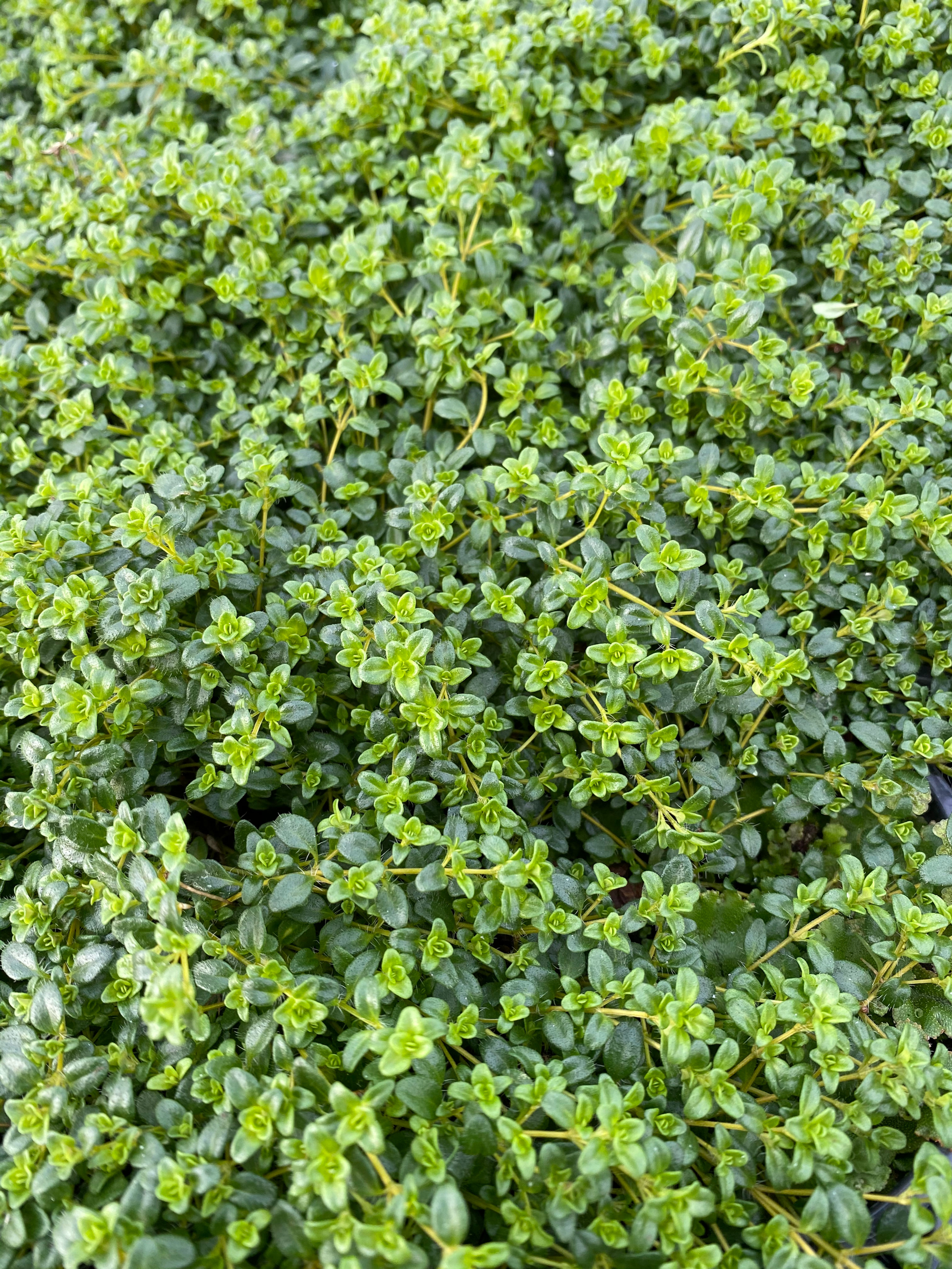 Thyme Annie Hall