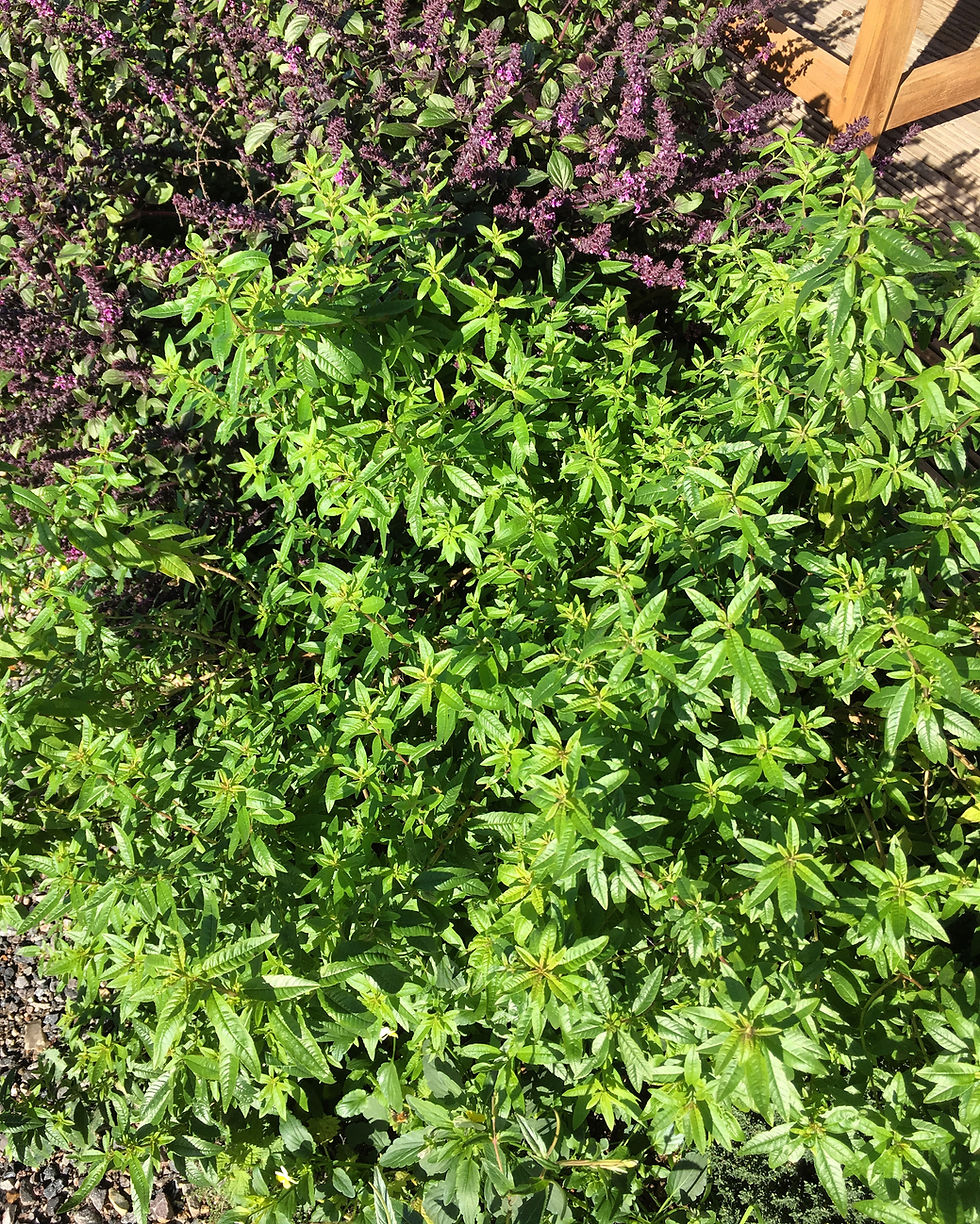 Lemon Verbena
