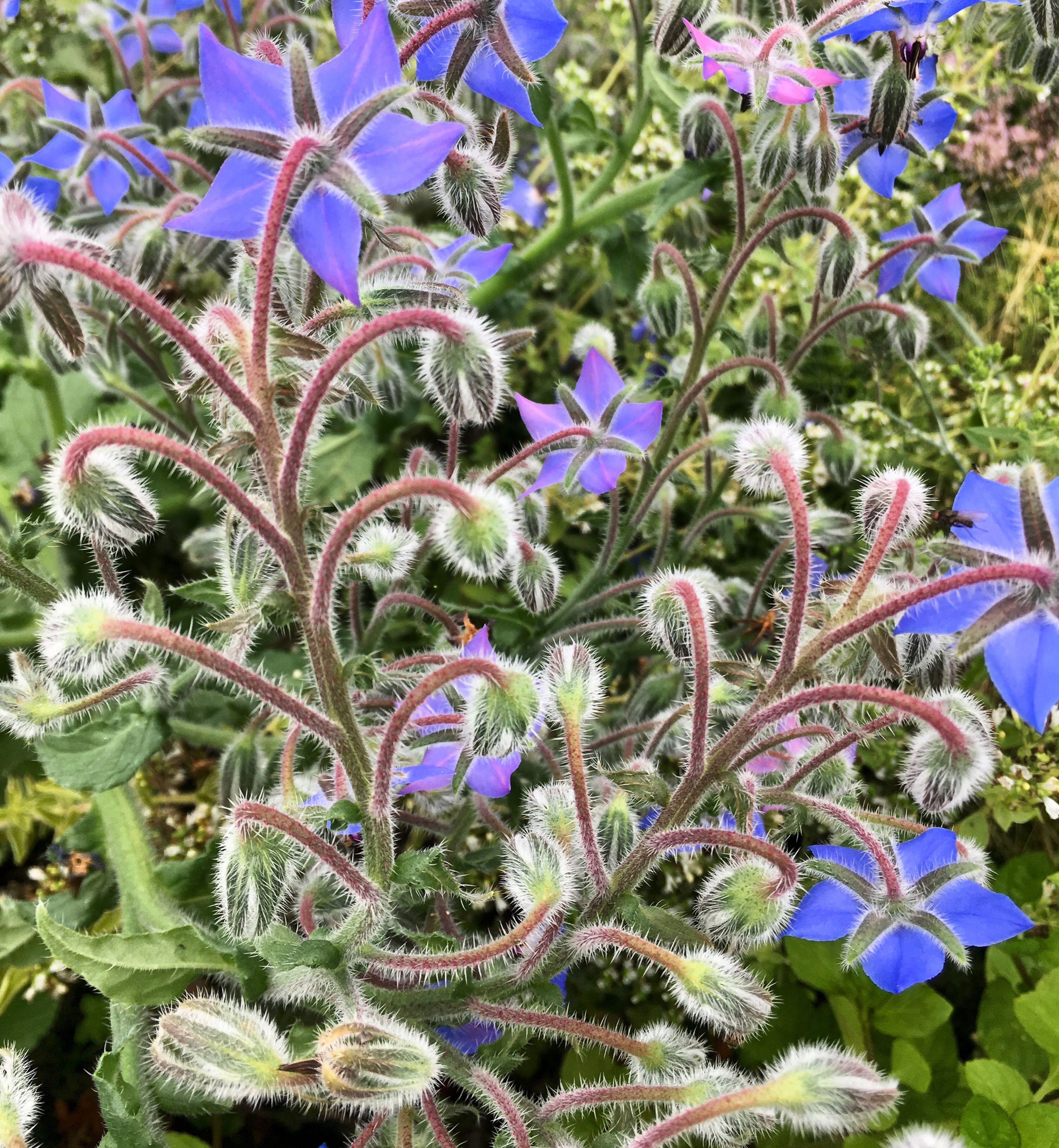 Borage Blue