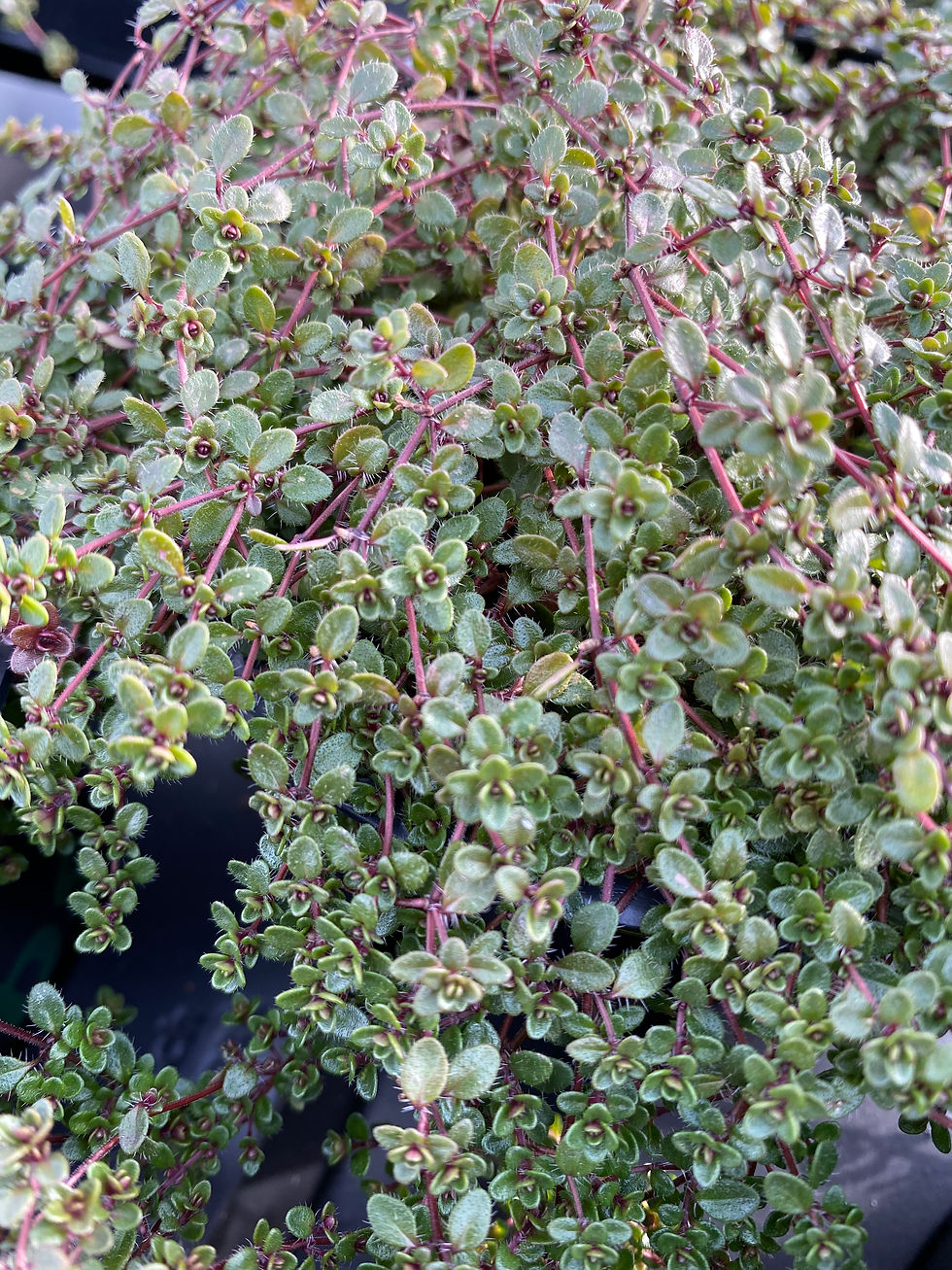 Buy Fresh Thyme Plants Online Pepperpot Herbs Nursery