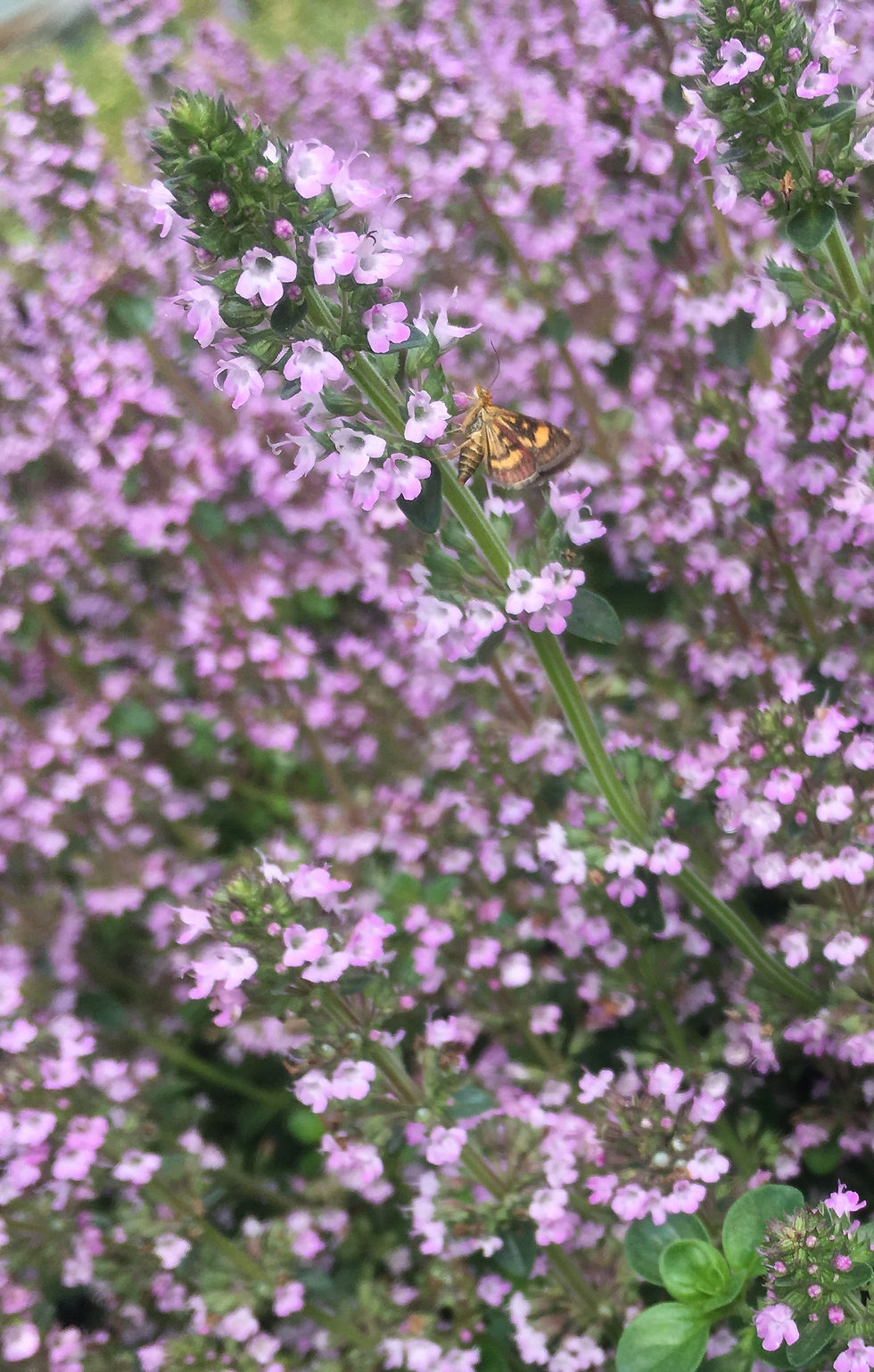 Buy Fresh Thyme Plants Online Pepperpot Herbs Nursery